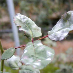 Funguicida Mamboretá Foli - Vivero Mario