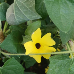 Imagen de Ojo de Poeta