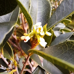 Olea Fragans - comprar online