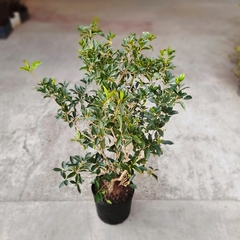 Olea Fragans en internet