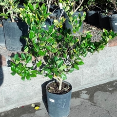 Olea Texana en internet