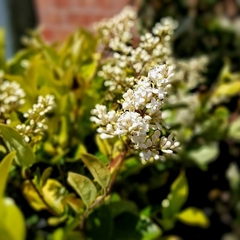 Olea Texana - Vivero Mario