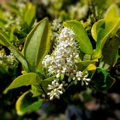 Olea Texana