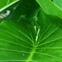 Alocasia Oreja de Elefante