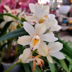 Orquídea Cymbidium