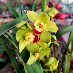 Imagen de Orquídea Cymbidium
