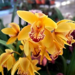 Orquídea Cymbidium - Vivero Mario