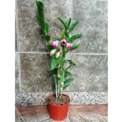 Orquídea Dendrobium - comprar online