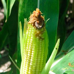Insecticida Mamboretá Z