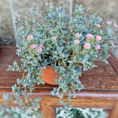 Crasa Oscularia Deltoides