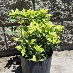 Osmanthus (Falso Muerdago)