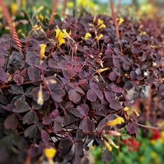 Oxalis Rubra en internet