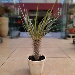 Pachypodium - comprar online