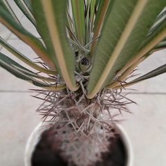 Pachypodium en internet