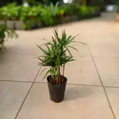 Palmito - tienda online