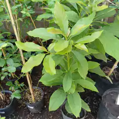 Palta - comprar online