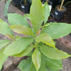 Palta