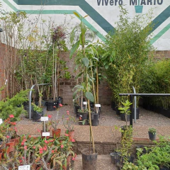 Palta - Vivero Mario