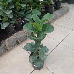 Imagen de Ficus Pandurata