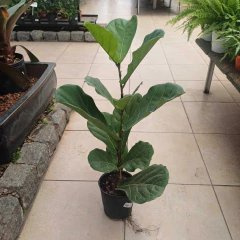 Ficus Pandurata - comprar online