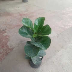Ficus Pandurata - tienda online