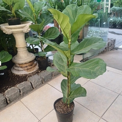 Ficus Pandurata