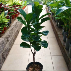 Ficus Pandurata