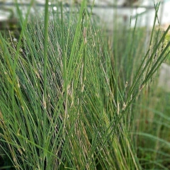 Panicum
