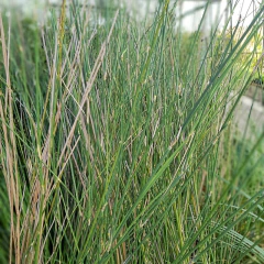 Panicum - comprar online