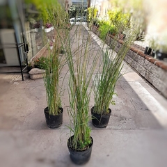 Panicum en internet