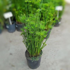 Papiro Enano - Vivero Mario