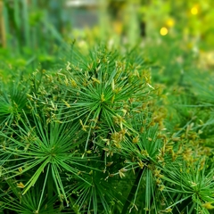Papiro Enano