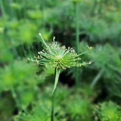 Papiro Enano en internet