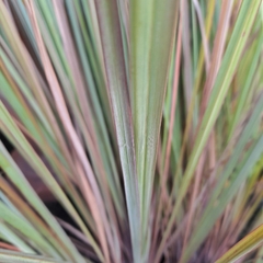 Paspalum - comprar online