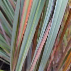 Paspalum