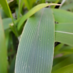 Pasto Palmera - comprar online