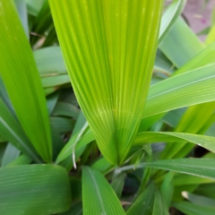 Pasto Palmera