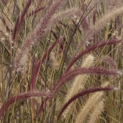 Pennisetum Rubra