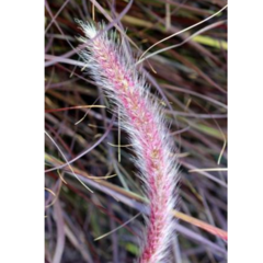 Pennisetum Rubra en internet
