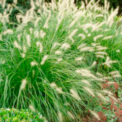 Pennisetum Verde - comprar online