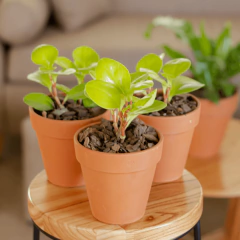 Peperomia Lemon - comprar online