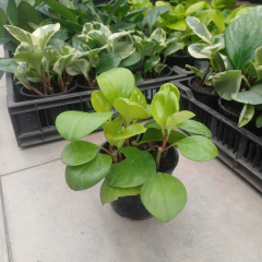 Peperomia Lemon - comprar online