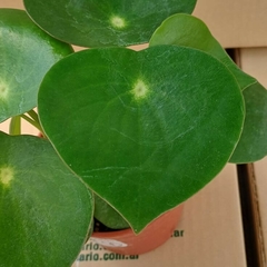 Peperomia polybotrya `Raindrop`