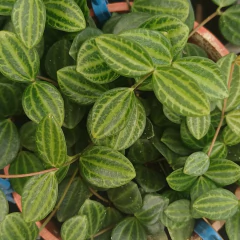 Peperomia Quadrangularis