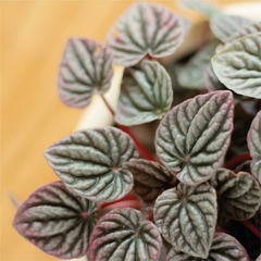 Peperomia Schumi Red