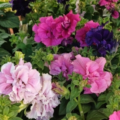 Petunia doble