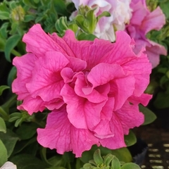Petunia doble - comprar online