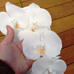 Imagen de Orquídea Phalaenopsis (Artificial)