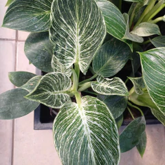 Philodendron Birkin en internet