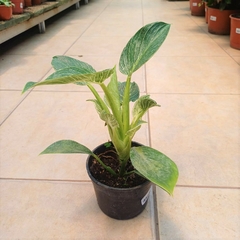 Philodendron Birkin - Vivero Mario